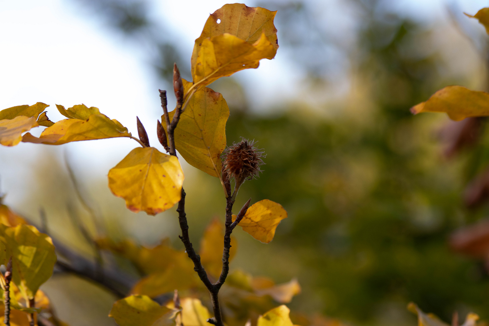 erste Herbstfärbung im Taunus