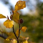 erste Herbstfärbung im Taunus