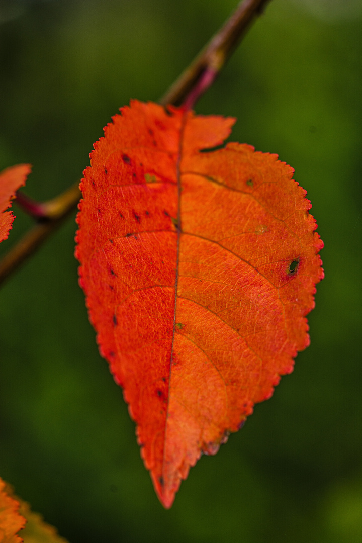 erste Herbstfarben