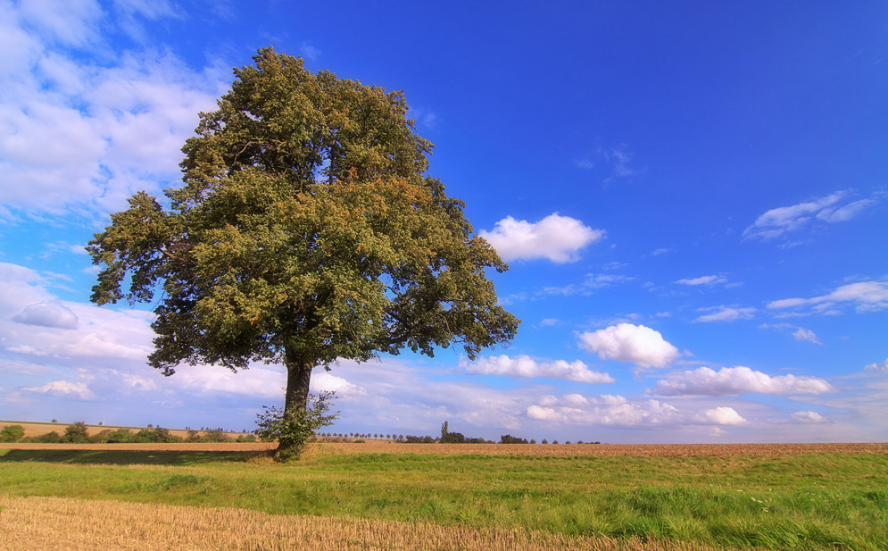 _Erste Herbstfarben_