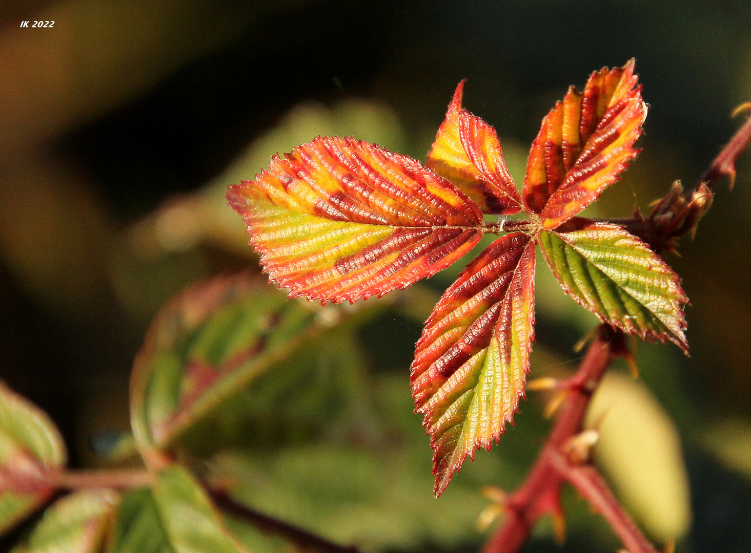 Erste Herbstfarben.....