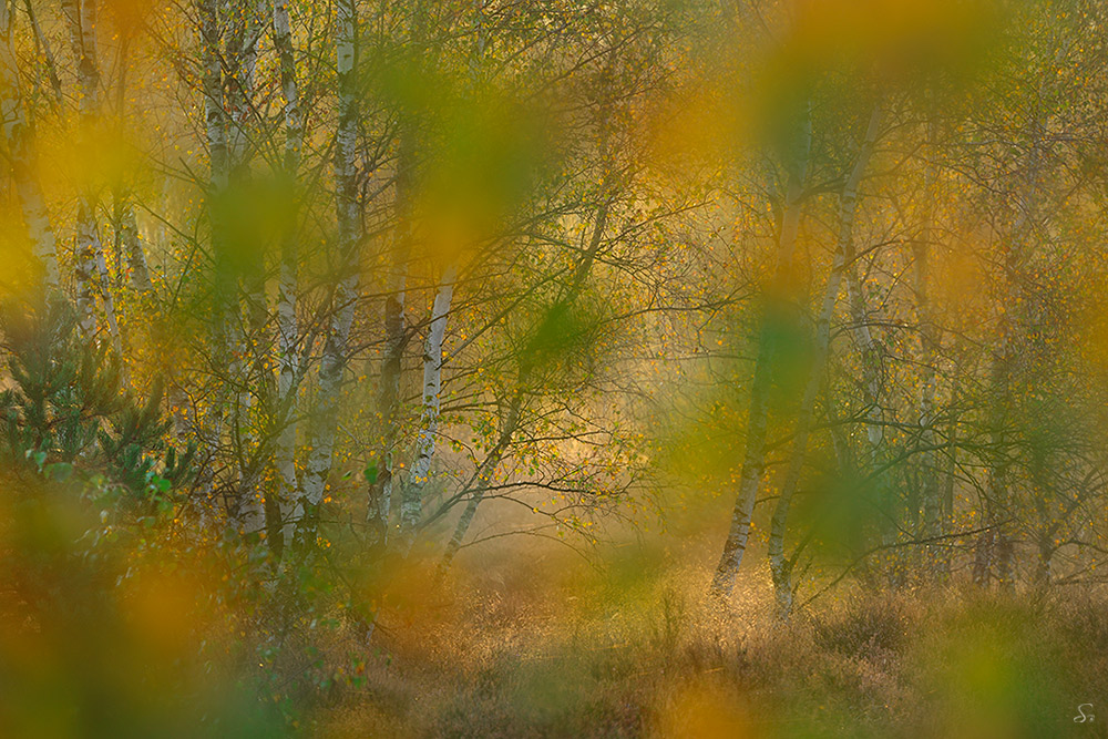 Erste Herbstfarben in der Heide ...