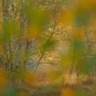 Erste Herbstfarben in der Heide ...