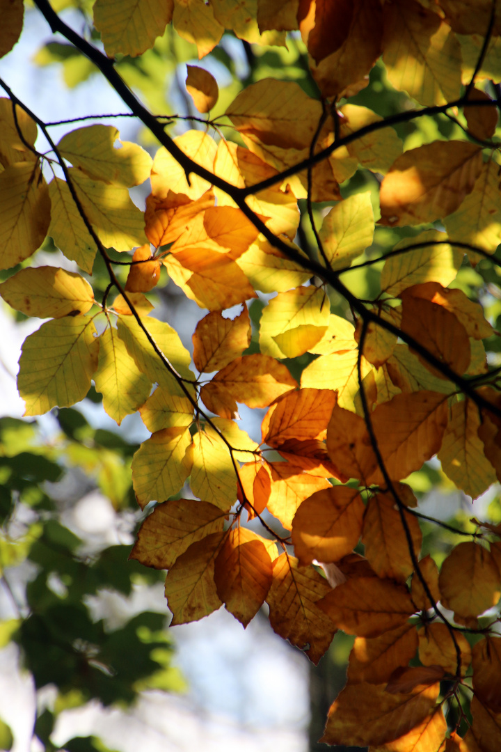 Erste Herbstgrüße...