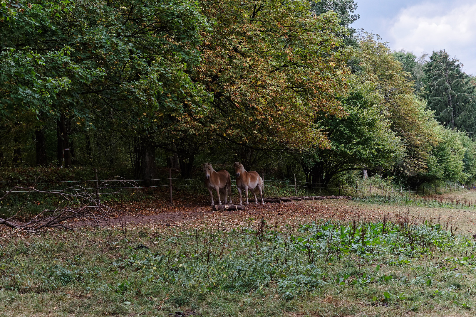 Erste Herbstimpressionen