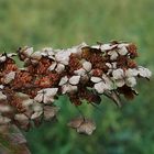 Erste Herbstimpressionen 