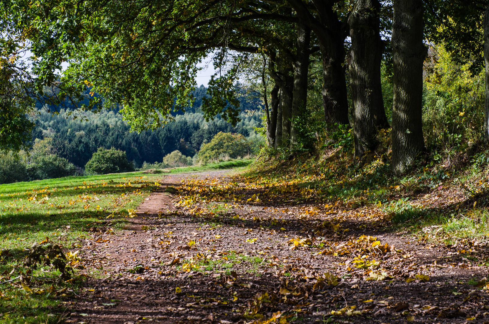 Erste Herbststimmung auf einem Feldweg