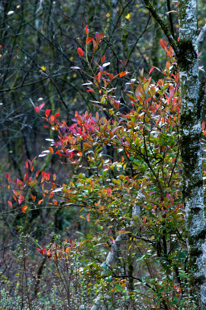 erste Herbstzeichen