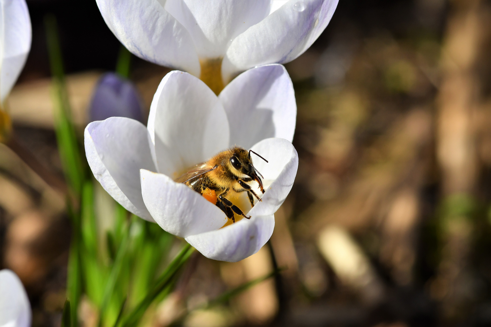 Erste Honigbiene im Krokus