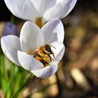 Erste Honigbiene im Krokus