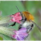 Erste Insekten im Vor-Frühling