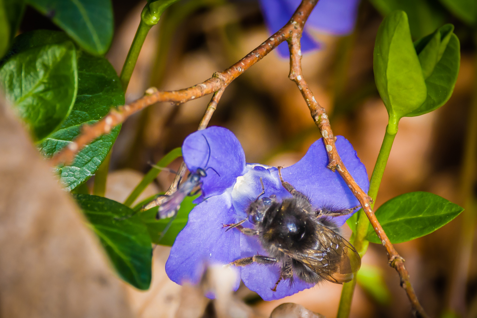 Erste Insekten im Wald