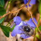 Erste Insekten im Wald