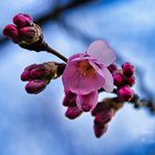 erste japanische Kirschblüten 2023