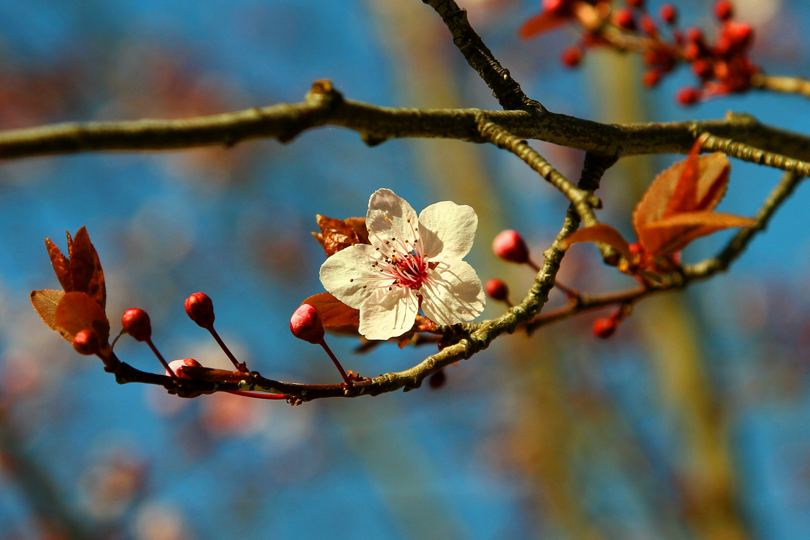 erste Kirschblüte