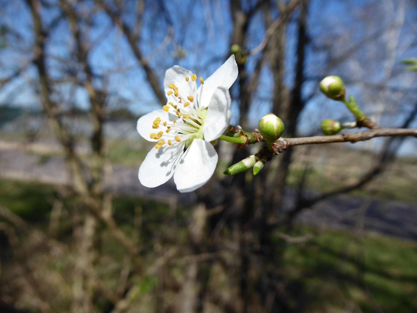 erste Kirschblüte