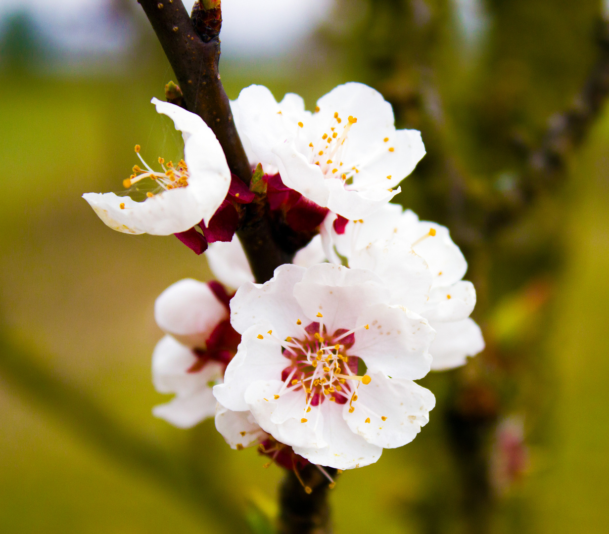 erste Kirschblüten