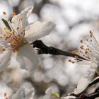 ERSTE  KIRSCHBLÜTEN