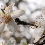 ERSTE  KIRSCHBLÜTEN