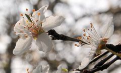 ERSTE  KIRSCHBLÜTEN