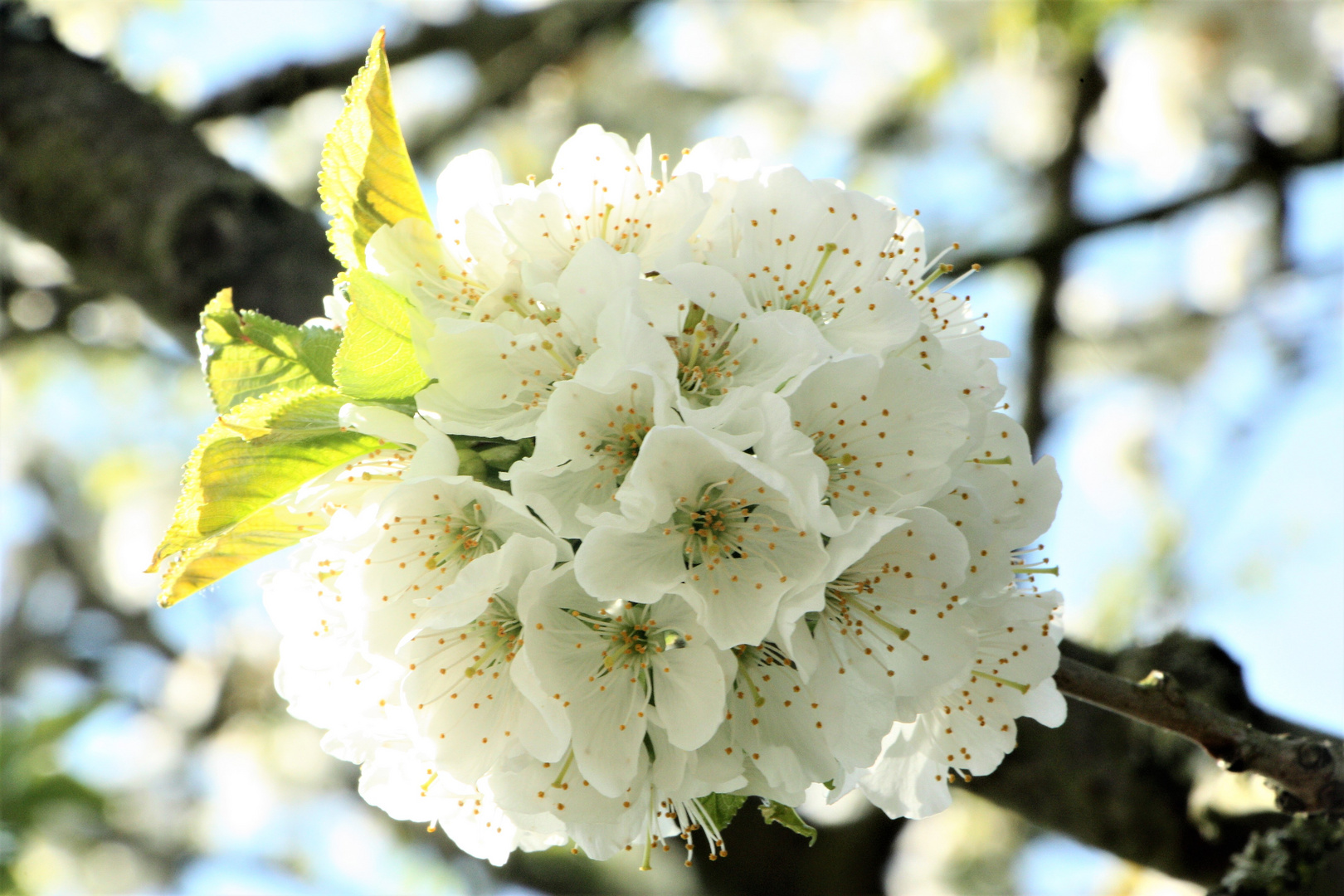 Erste Kirschblüten