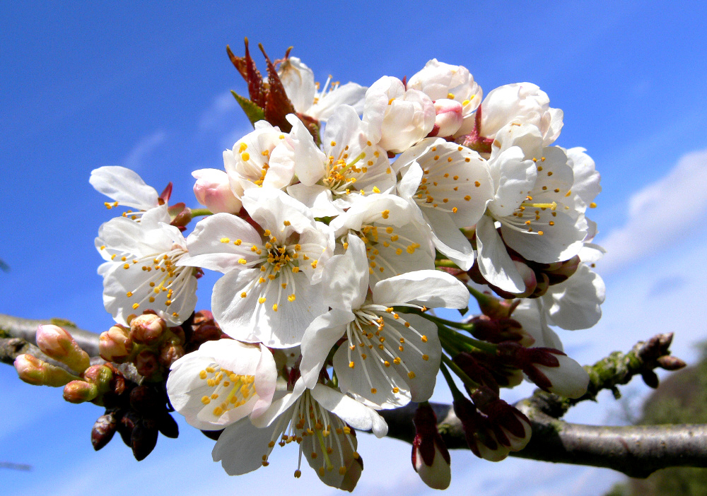 Erste Kirschblüten