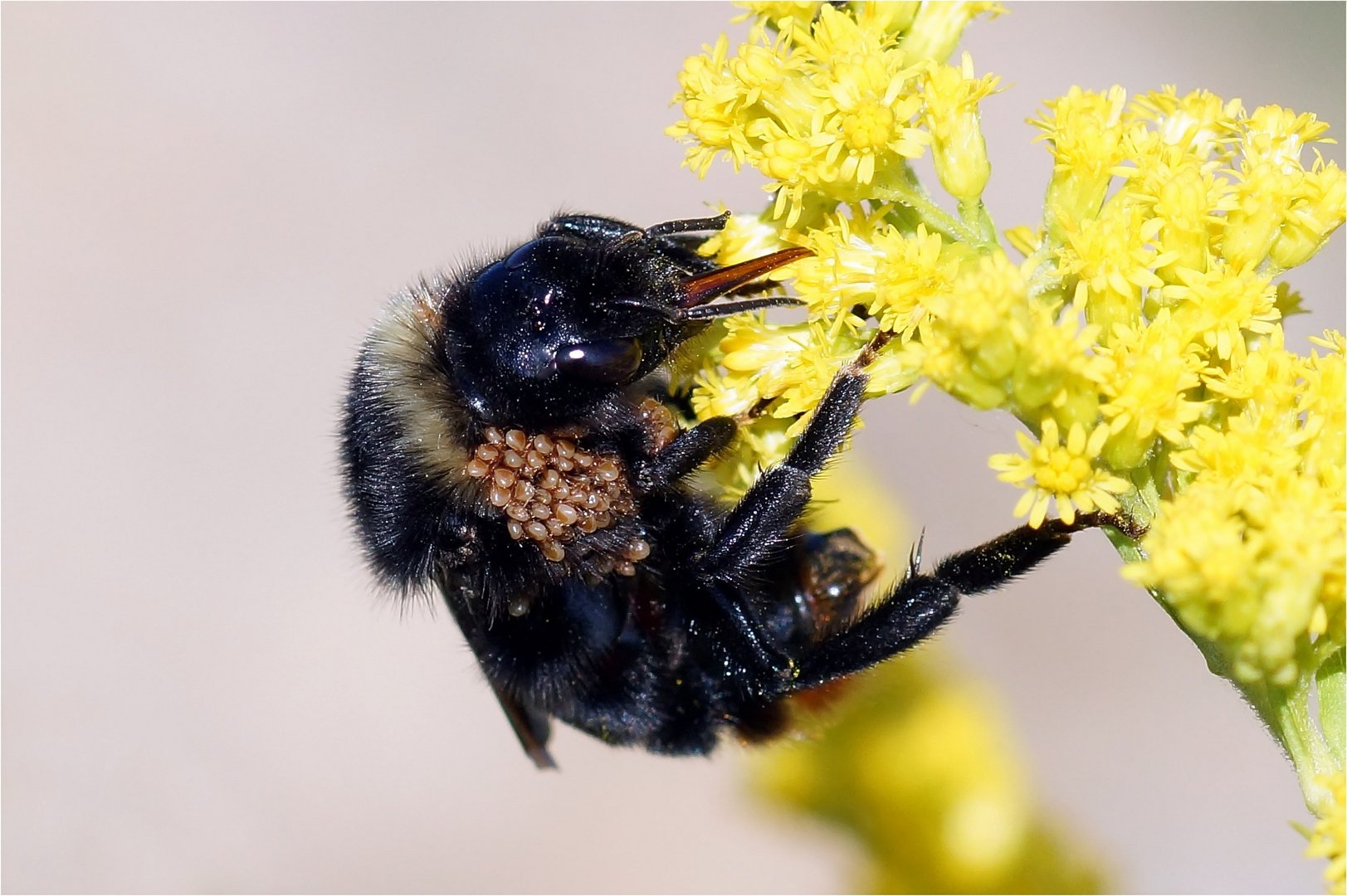 Erste Klasse Transport - Hummel mit Milben