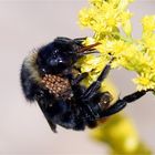 Erste Klasse Transport - Hummel mit Milben