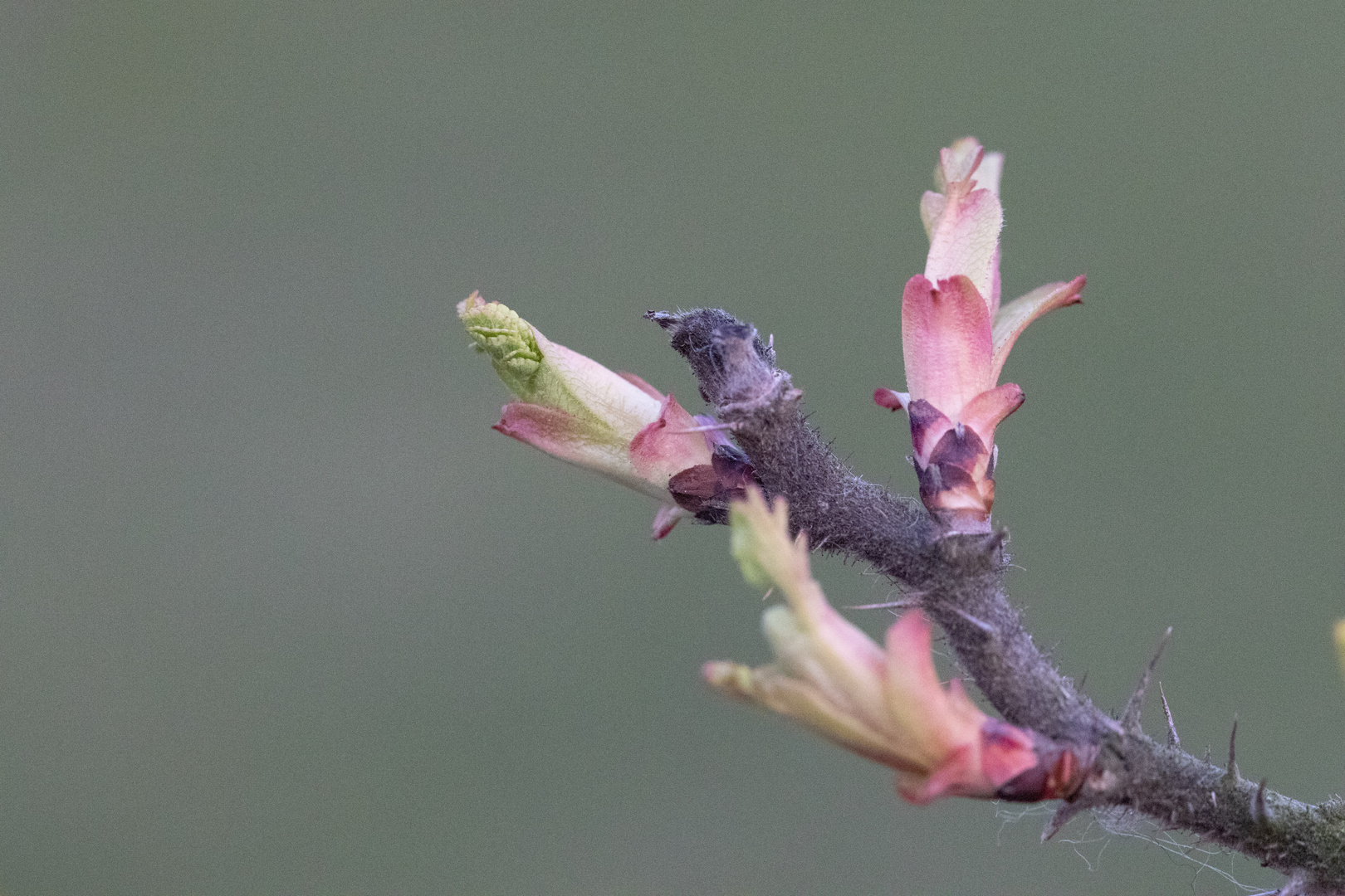 erste Knospen