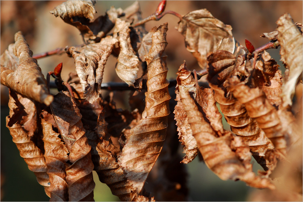 Erste Knospen