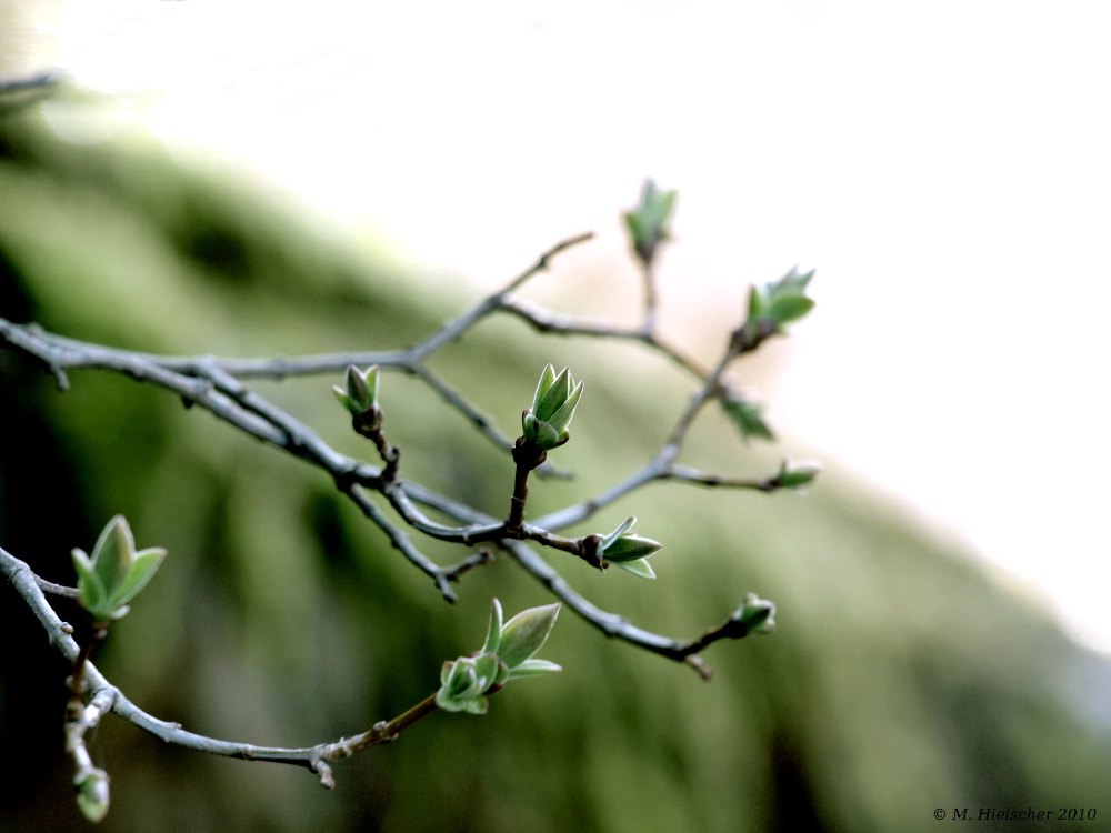 erste Knospen an der Kirchenmauer