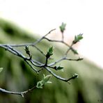 erste Knospen an der Kirchenmauer