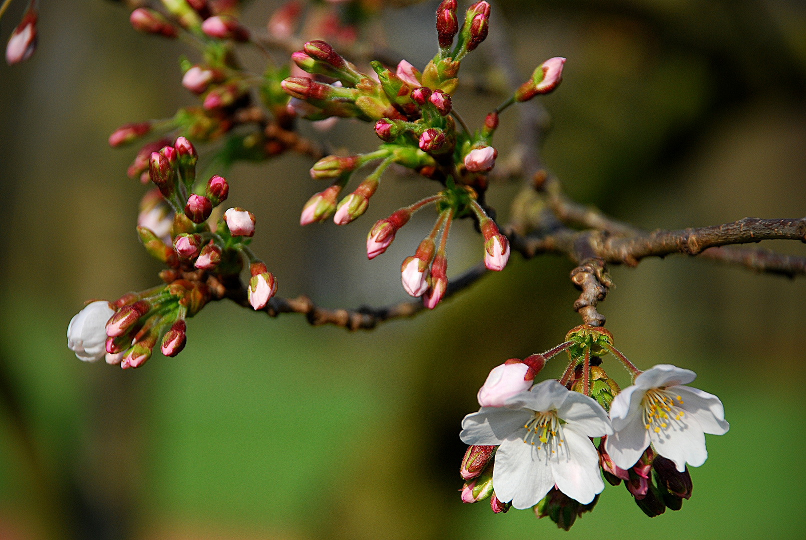 erste Knospen