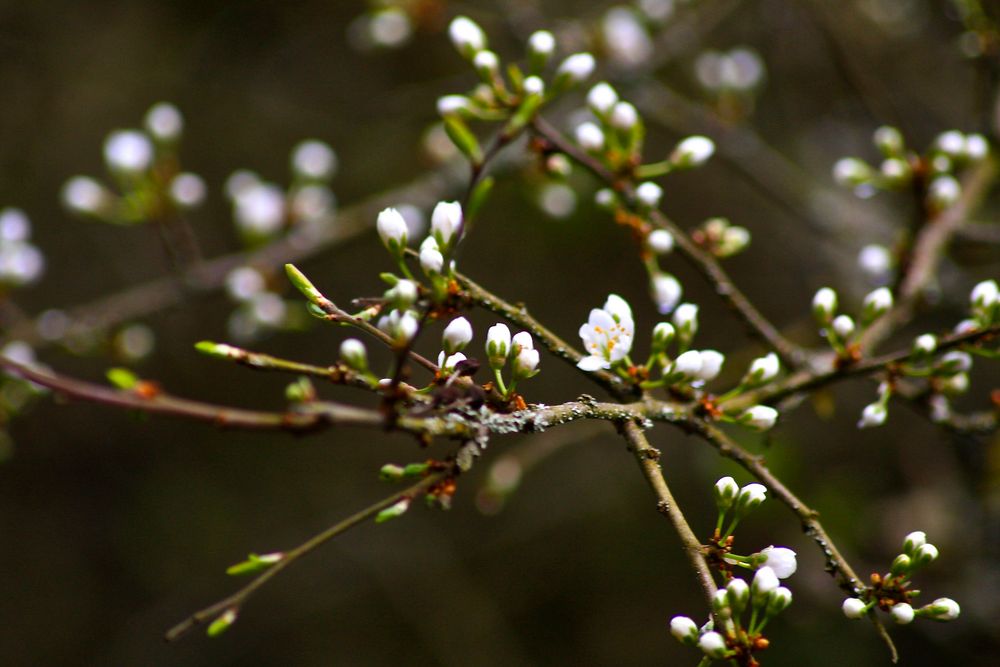 Erste Knospen des Schwarzdorn