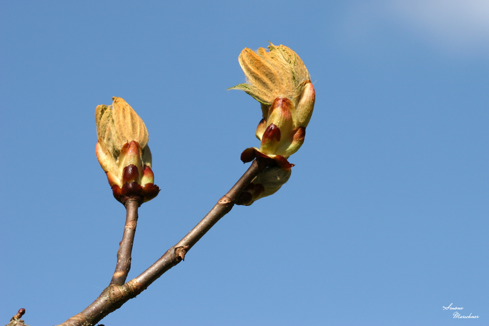 erste Knospen