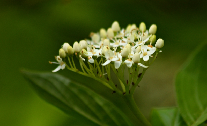 Erste Knospen