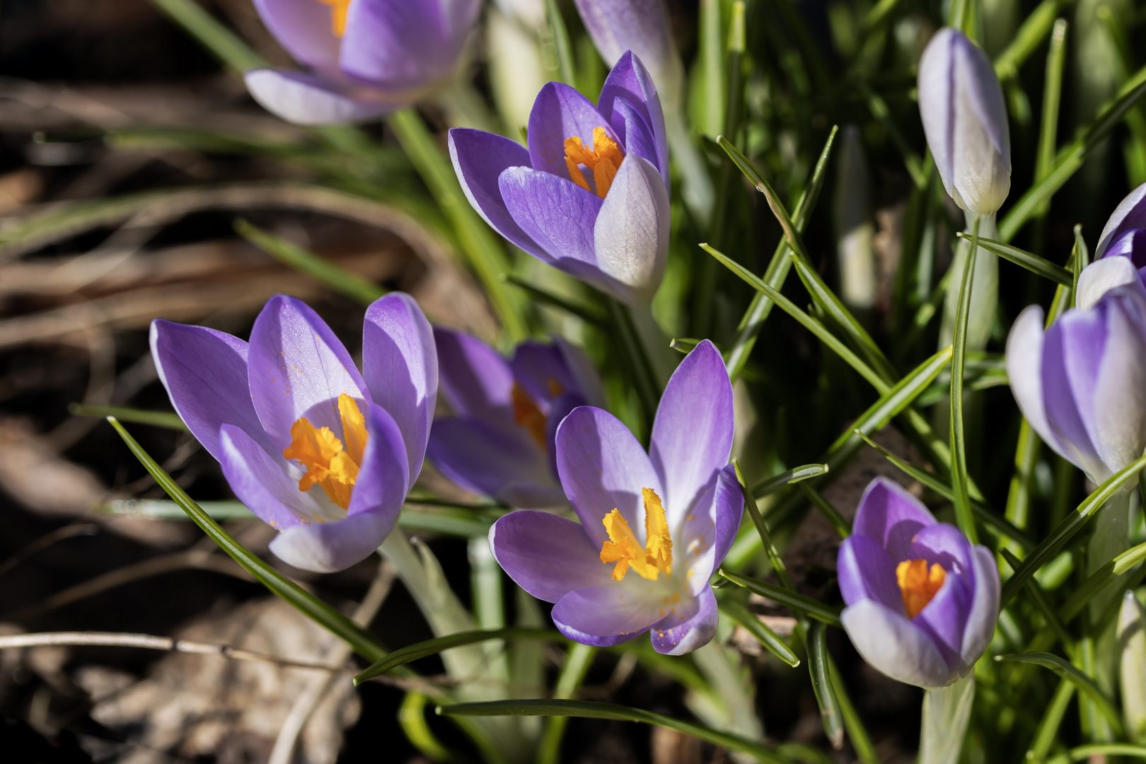 Erste Krokus