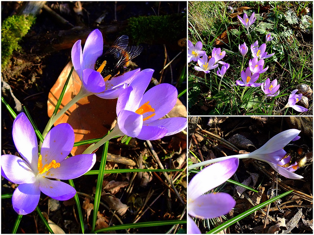 Erste Krokusblüten...