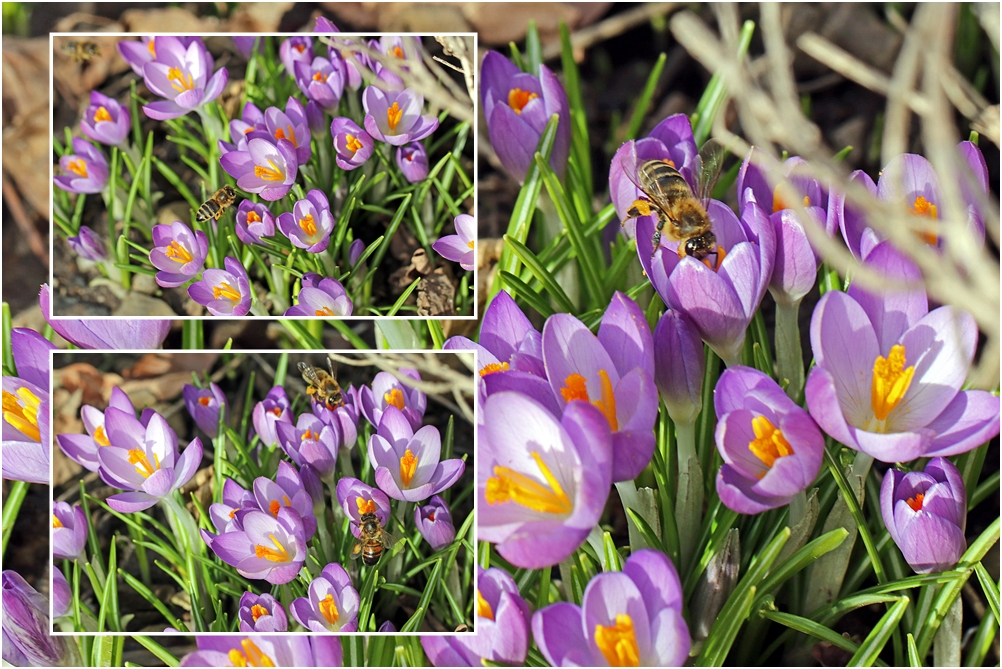 Erste Krokusblüten mit Insekten