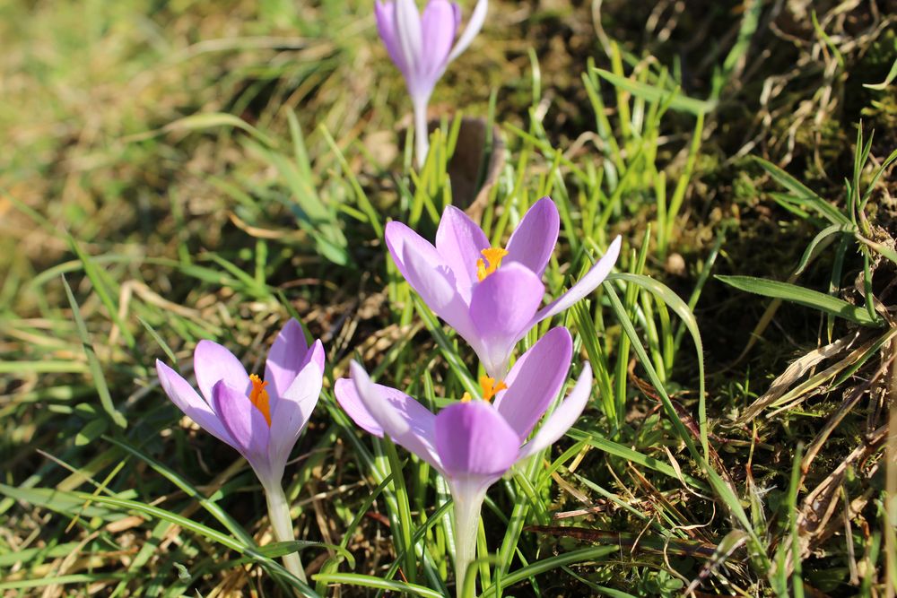 erste Krokusse 2015