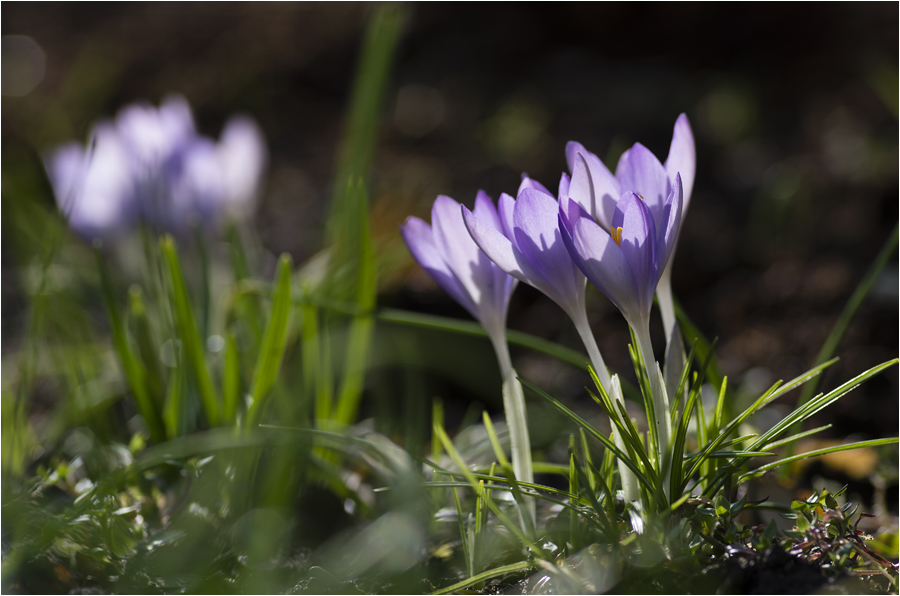 erste Krokusse