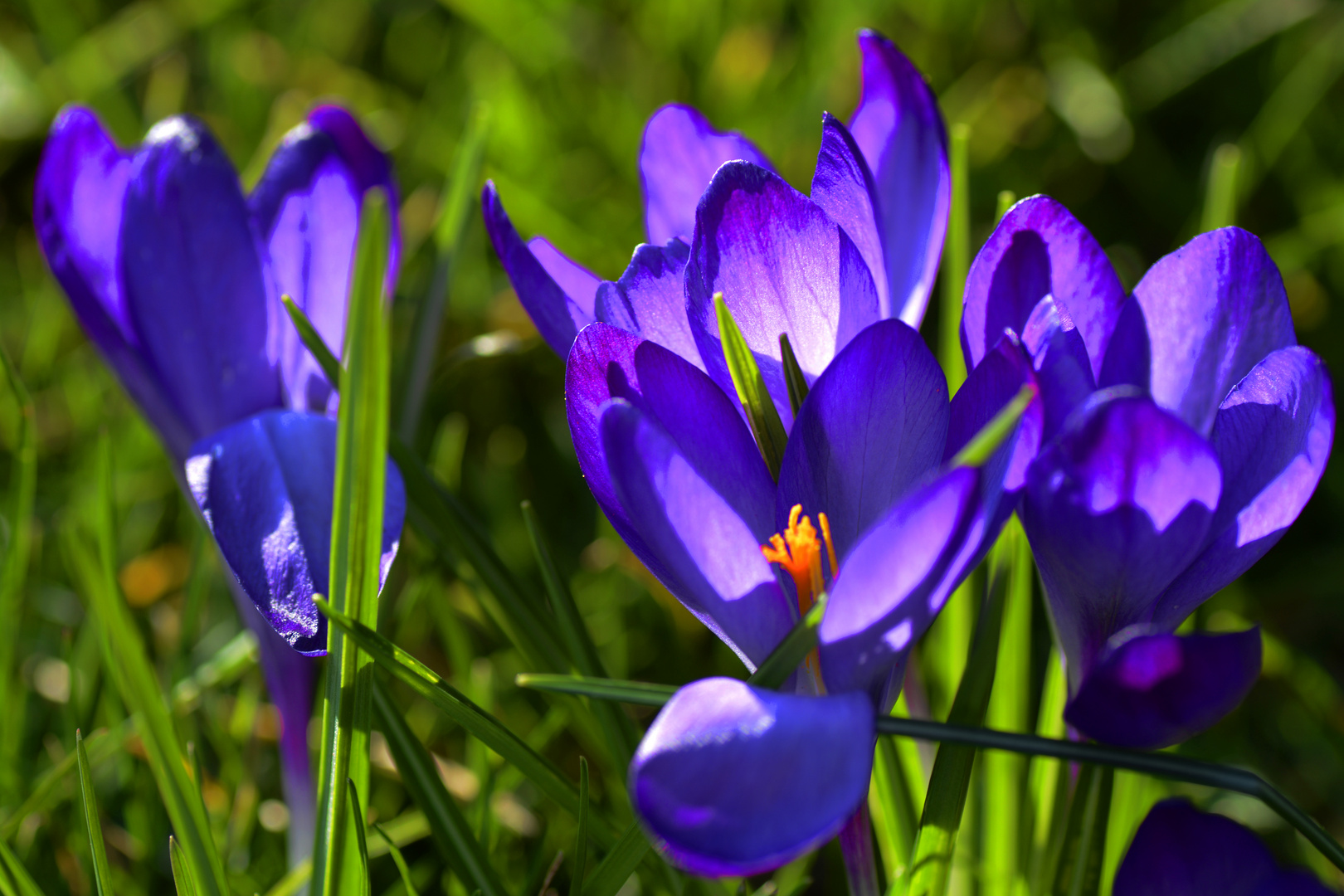 erste Krokusse auf der Wiese