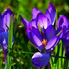 erste Krokusse auf der Wiese