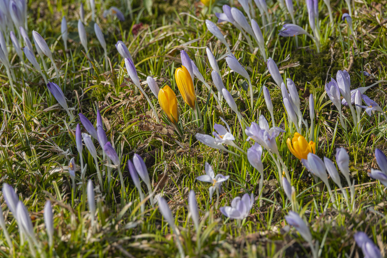 Erste Krokusse