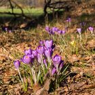 Erste Krokusse