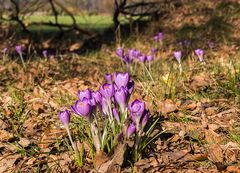 Erste Krokusse