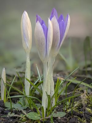 Erste Krokusse