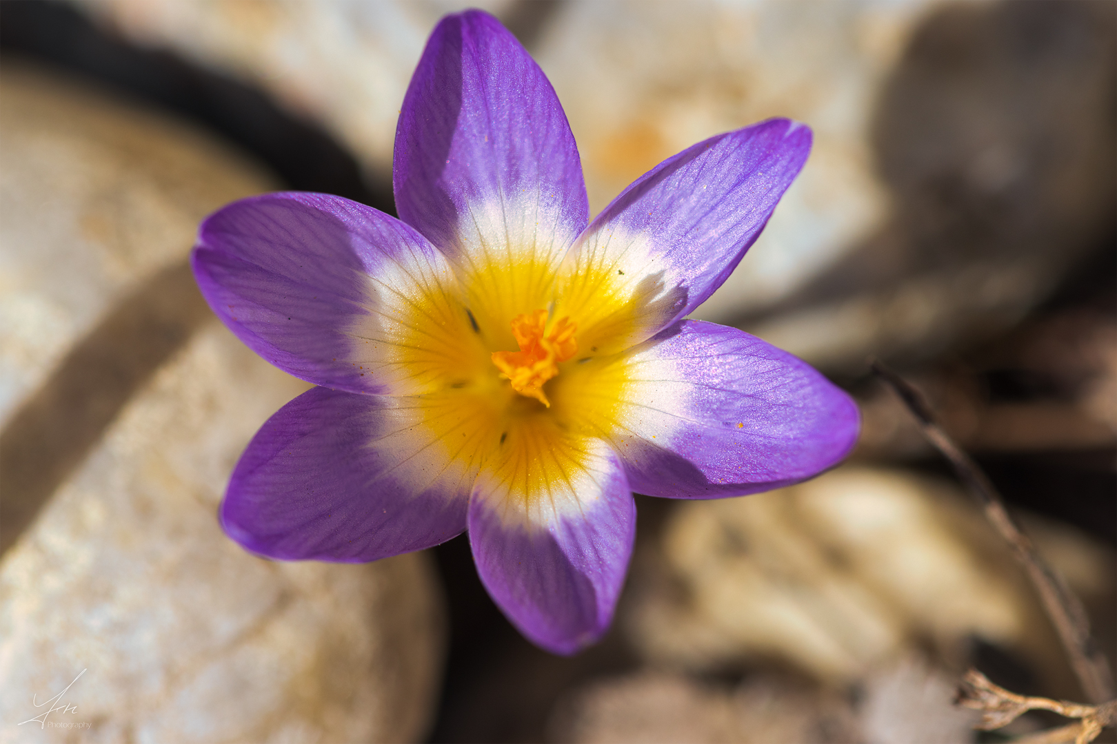 Erste Krokusse im Garten !