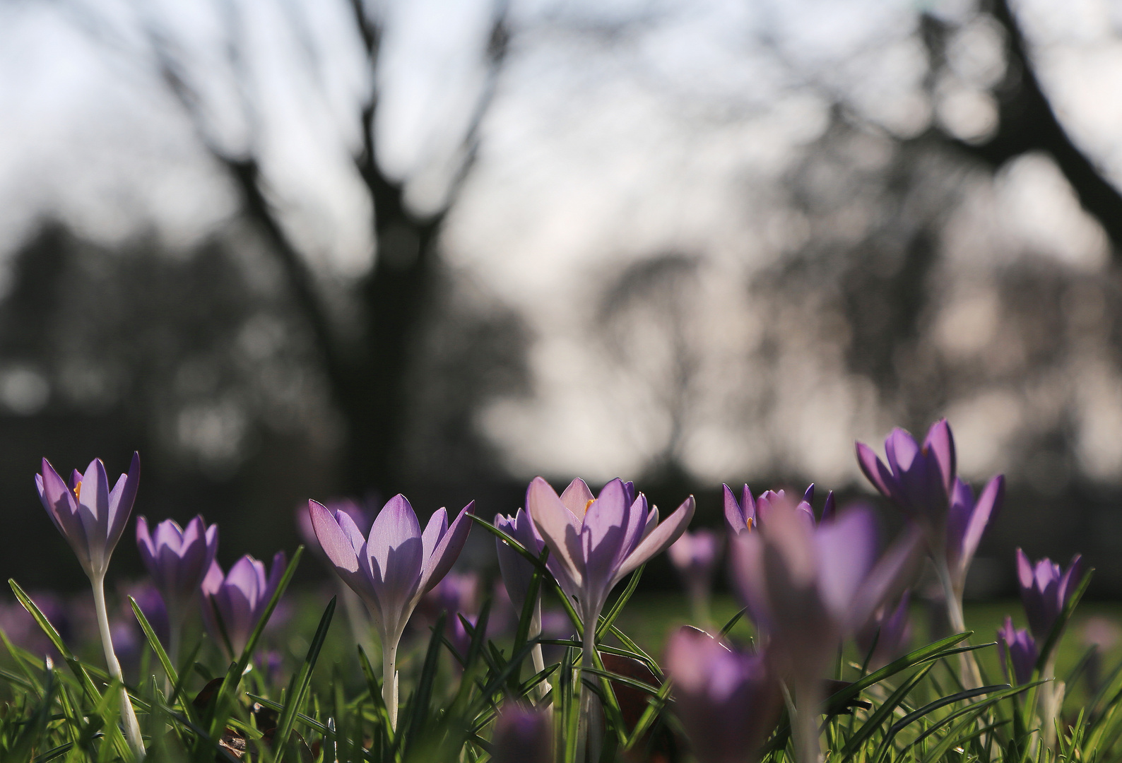 erste krokusse im park