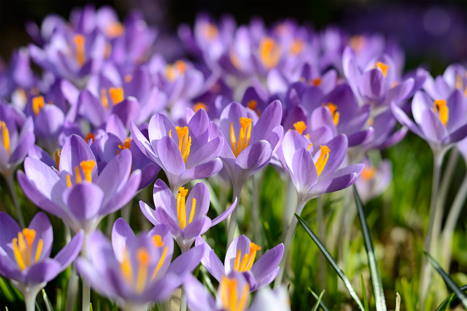 erste Krokusse in der Frühlingssonne